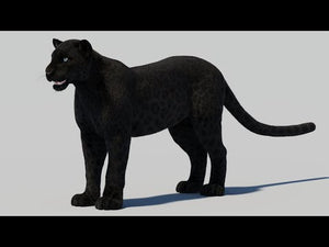 Black Panther 3D Model with Realistic Fur Thumbnail