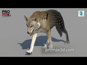 Animated Red Wolf 3d Model with Walk, Run, and Howl Animation Loops: 360 Turntable View Thumbnail