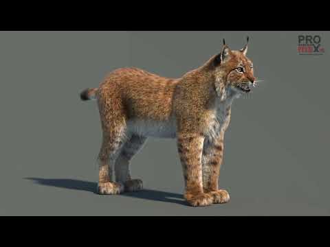 Eurasian Lynx 3D Model with Fur