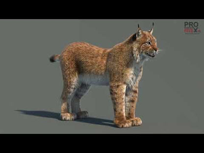 Eurasian Lynx 3D Model with Fur
