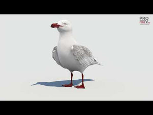 Rigged Seagull 3D Model Thumbnail