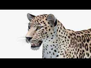 Realistic Persian Leopard 3D Model for Download 360view Thumbnail