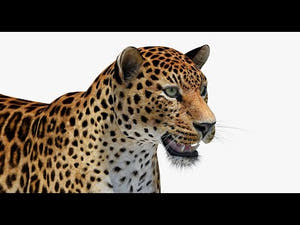 Realistic Amur Leopard 3D Model for Download - 360 Turntable View Thumbnail