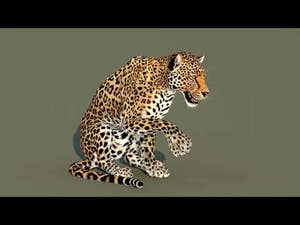 Leopard 3D Model Animated with 3ds Max CAT Notion -  With Animations Loops Thumbnail