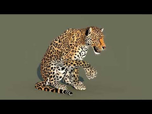 Leopard 3D Model Animated with 3ds Max CAT Notion -  With Animations Loops Thumbnail