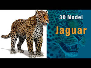 Jaguar 3D Model with Fur Thumbnail