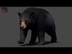 Animated Black Bear 3D Model for Download Thumbnail