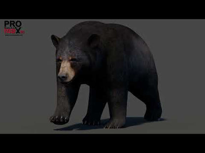 Animated Black Bear 3D Model