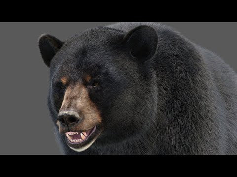 Black Bear Fur 3D Model