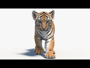 Animated Tiger Cub 3D Model with animations Thumbnail