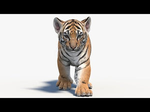 Animated Tiger Cub 3D Model with animations Thumbnail