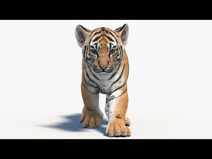 Animated Tiger Cub 3D Model