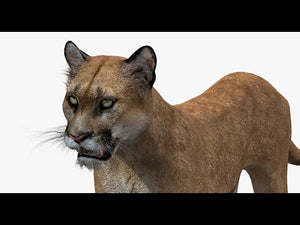 Realistic puma animal 3D model for download Thumbnail