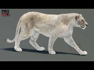 White Lioness 3D Model Animated with Fur: Walk and Run Cycles, and 360 view