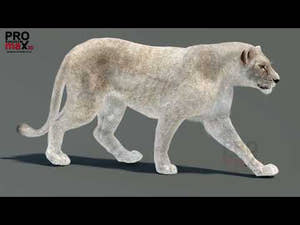 White Lioness 3D Model Animated with Fur: Walk and Run Cycles, and 360 view Thumbnail