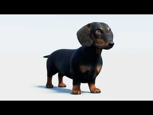 Black Dachshund Dog 3D Model - Hair and Fur Thumbnail
