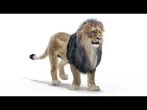 Animated Lion 3D Model with Fur Thumbnail