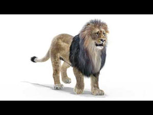Animated Lion 3D Model with Fur Thumbnail