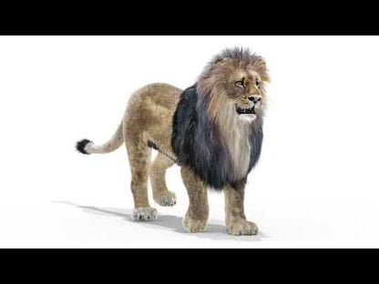 Animated Lion 3D Model with Fur