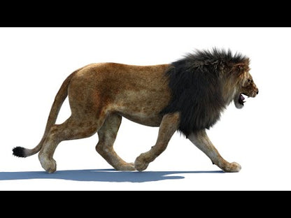 Animated Lion 3D Model Fur