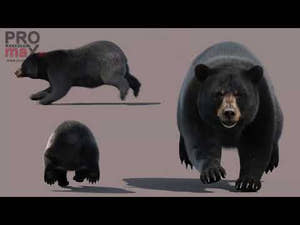 Animated Black Bear 3D Model with realistic fur featuring walking, roaring, standing, digging, pushing, sitting, and a 360 degree spinning view and animations Thumbnail