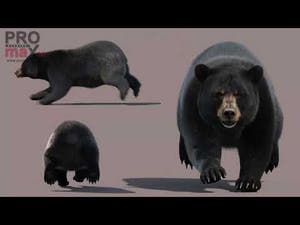 Animated Black Bear 3D Model with realistic fur featuring walking, roaring, standing, digging, pushing, sitting, and a 360 degree spinning view and animations Thumbnail