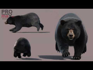 Animated Black Bear 3D Model with realistic fur featuring walking, roaring, standing, digging, pushing, sitting, and a 360 degree spinning view and animations