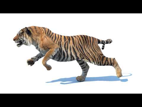 Animated Sumatran Tiger 3D Model with Fur – High-Quality for Games, VR, VFX & Rendering