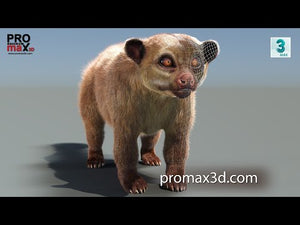 Kinkajou 3D model with realistic groomed youtube video Thumbnail