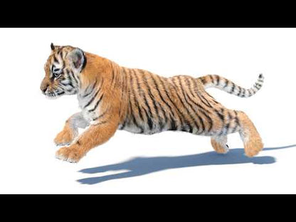 Animated Tiger Cub 3D Model with Groomed Hair