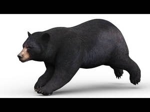 Animated Bear Family 3D Bundle — Black Bear and Sloth Bear Thumbnail