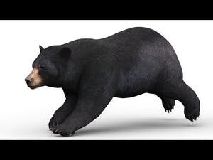 Animated Bear Family 3D Bundle — Black Bear and Sloth Bear Thumbnail
