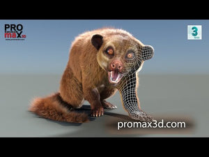 Rigged Kinkajou 3D Model with Fur Thumbnail