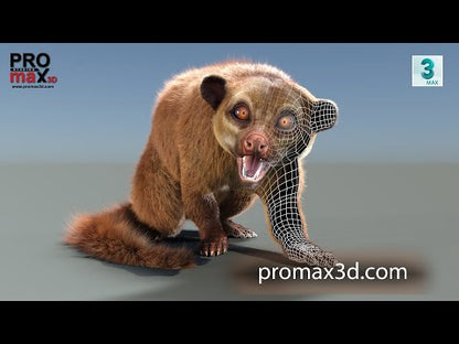 Rigged Kinkajou 3D Model Fur