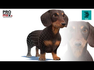 Dachshund Dog 3D Model with Realistic Groomed Fur - 360 View Thumbnail