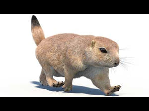 Animated Prairie Dog 3D Model with Fur YouTube Video with Animations and 360 Thumbnail