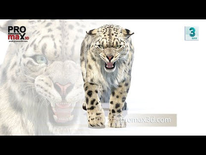 Animated Snow Leopard 3D Model Fur