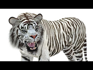 Animated White Tiger 3D Model for Download Thumbnail