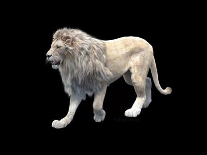Animated White Lion 3D Model Fur