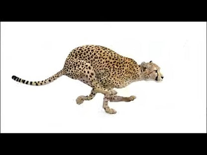 Animated Cheetah 3D Model
