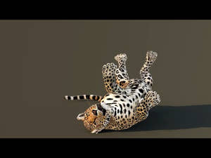 Leopard 3D Model Animated Thumbnail