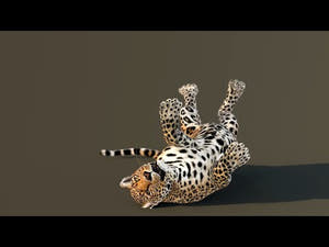 Leopard 3D Model Animated Thumbnail