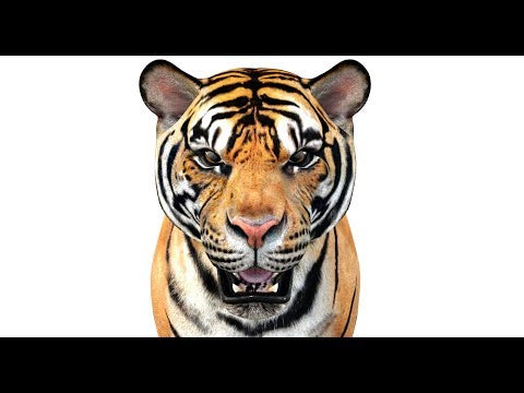 Realistic Tiger 3D Model | PROmax3D