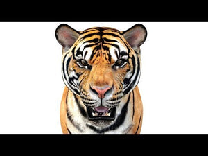 Realistic Tiger 3D Model for Download - 360 turntable view Thumbnail
