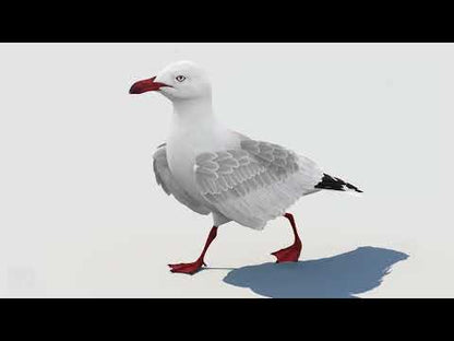 Animated Seagull 3D Model