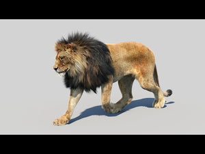 Animated Lion 3D Model with Fur Walk & Run animations with Hair Dynamic Thumbnail