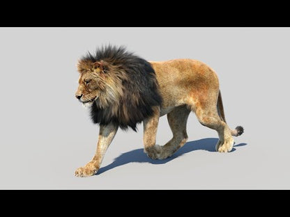 Animated Lion 3D Model Fur