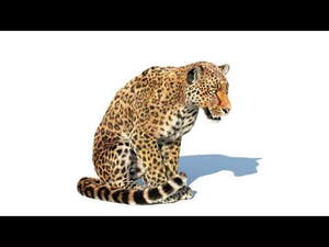 Animated Leopard 3D Model with Fur Thumbnail