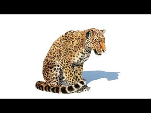 Animated Leopard 3D Model with Fur Thumbnail