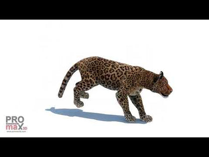 Leopard Animated Fur 3D Model